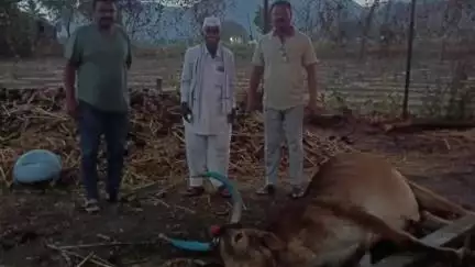 कळवण: निवाने येथे वीज पडून बैलाचा मृत्यू