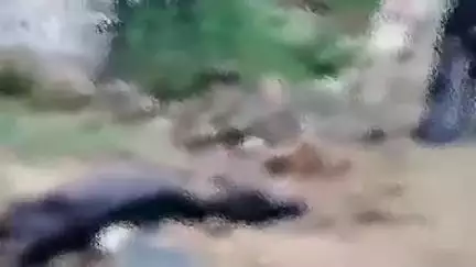 कुम्भलगढ़: कुंभलगढ़ के देवड़ो की भागल में करंट लगने से युवक और भैंस की हुई मौत, क्षेत्र में मचा हड़कंप
