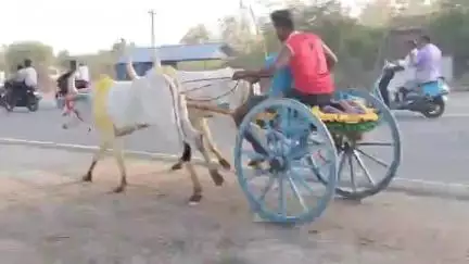 ஆலங்குடி: வல்லதிரா கோட்டையில் நடைபெற்ற மாட்டுவண்டி அருகே பந்தயத்தை ஏராளமான பொதுமக்கள் பார்த்து ரசித்தனர்