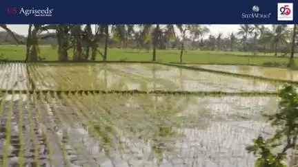 US362 Hybrid Paddy 
कहां पड़े हो चक्कर में कोई नहीं है टक्कर में