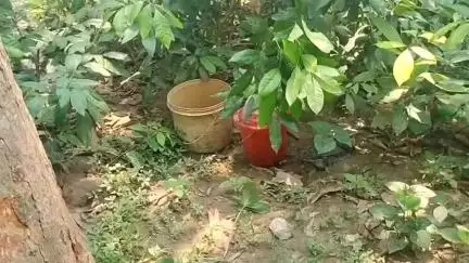 সামশেরগঞ্জ: জোতকাশি আমবাগান থেকে দুই বালতি তাজা বোমা উদ্ধার করলো পুলিশ, আতঙ্কিত এলাকার বাসিন্দারা