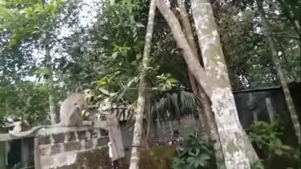 সীতাই: সিতাই নেতাজি বাজার এলাকায় দাপিয়ে বেড়াচ্ছে হনুমান, আতঙ্কে স্থানীয়রা