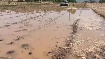 कळवण: देवळी वनी पासून नांदुरी पर्यंत बेमोसमी पावसाने झोडपले कांदा उत्पादकांचे केले हाल