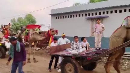 सूरजगढ़: काकोड़ा में डॉक्टर की बारात में परंपरा और आधुनिकता का संगम, सजे-धजे ऊंट-गाड़ियों पर निकली बारात