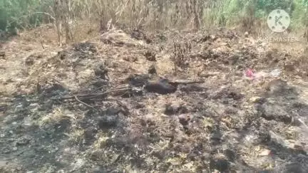 குளித்தலை: ராணி மங்கம்மாள் சாலை ஓரமாக குப்பைகள் கொட்டப்பட்டு எரிக்கப்படுவதால் விவசாயிகள் வாகன ஓட்டிகள் அவதி #localissue