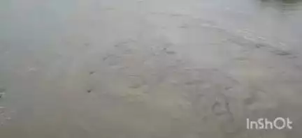 घिरोर: घिरोर कोसमा सायफन के निकट कुसियारी राजवाह में जल भराव से किसानों के खेतों में रखा भूषा हुआ बर्बाद