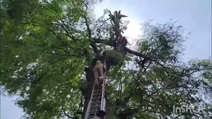 ಕಡೂರು: ದೊಡ್ಡ ಪಟ್ಟಣಗೆರೆ ಗ್ರಾಮದಲ್ಲಿ ಮರ ಕಡಿಯುವ ವೇಳೆ  ಕೊಂಬೆಗಳ ನಡುವೆ ಸಿಲುಕಿ ವ್ಯಕ್ತಿ ನರಳಾಟ, ಅಗ್ನಿಶಾಮಕದಳದ ಸಿಬ್ಬಂದಿಯಿಂದ ರಕ್ಷಣೆ