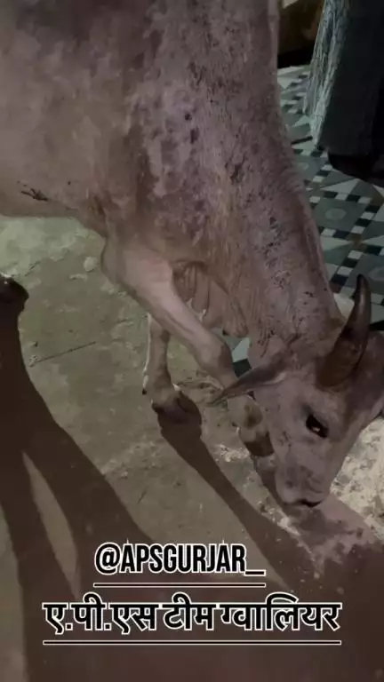 इसका आगे का पैर और एक आंख खराब हो गई थी 🙏🏻Respect Girls help poor help animals #apsgurjar #help #support #viral #cow #gwalior