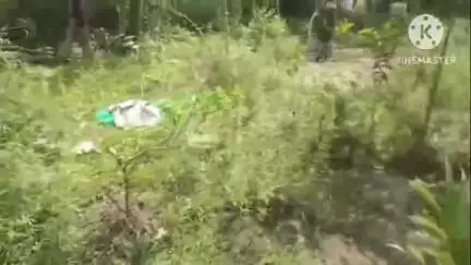 তিতাবৰ: বিবিজানত আৰক্ষীৰ জালত পৰে  চাৰি জন ভাং খেতিয়ক , জব্দ 1 কুইণ্টেল 26 কেজি কেঁচা ভাং