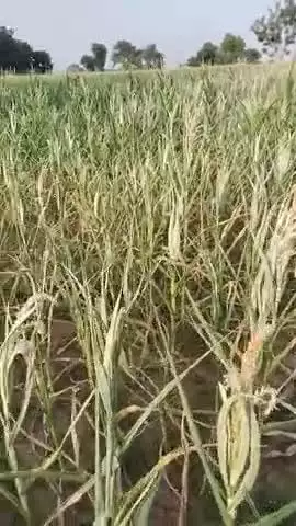 हाथरस के गांव मिर्गामई बिजली कम आने के कारण फसलें हुई बर्बाद भोपतपुर हाथरस जंक्शन फीडर से बिजली कनेक्शन