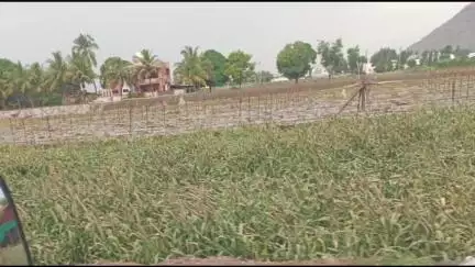 कळवण: पिळकोस व बगडू परिसरात बेमोसमी पावसाने बाजरी पिकाचे नुकसान