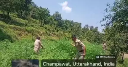 गुमदेश:पंचेश्वर पुलिस ने टमटकांडे में 10 नाली भूमि में अवैध भांग की खेती को किया नष्ट।
