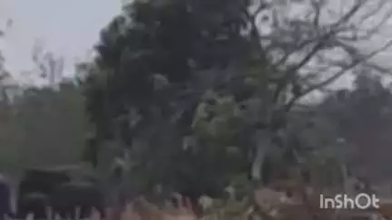 सावली: विहीरगावात पुन्हा हत्तीच्या प्रवेशाने शेतकरी व नागरिकात दहशतीचे वातावरण