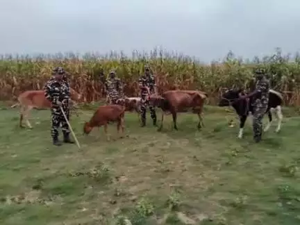 टेढ़ागाछ: टेढ़ागाछ सीमा चौकी पर नाका पार्टी की बड़ी कार्रवाई, नेपाल से अवैध रूप से लाए जा रहे 5 मवेशी जब्त