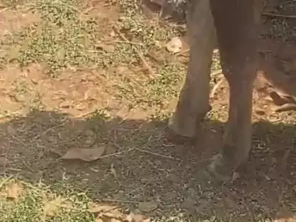 a cow who is injured with one leg but no one's care about it.