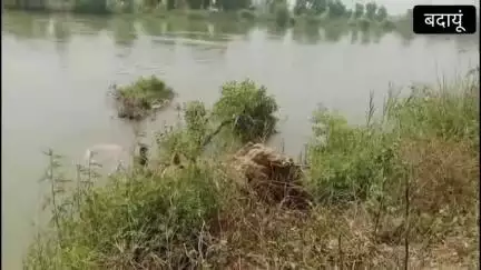 बदायूं:-सेल्फी लेते वक्त महिला का नदरई पुल पर फिसली,पैर फिसलने से नहर में बही, गोताखोर कर रहे तलाश।
#badaun #shorts