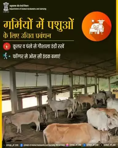 गर्मियों में पशुओं के लिए उचित प्रबंधन
गर्मी में पशुओं को स्वस्थ और आरामदायक रखने के लिए गोशाला में कूलर और पंखे का उपयोग करें, और फॉगगर से ओस सी ठंडक बनाएं, ताकि वे राहत महसूस कर सकें।
#HeatStressPrevention  #पशुपालन