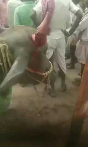 టేక్మల్: సాలోజిపల్లి గ్రామంలో గేదెను ఢీకొట్టిన మెదక్ డిపోకు చెందిన ఆర్టీసీ బస్సు