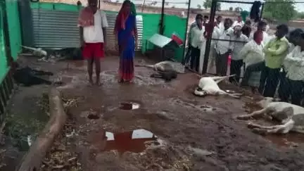 कवठे महांकाळ: घोरपडी येथील सरगर वस्ती येथे वीज पडल्याने ६ शेळ्या व १ खोंड अशी एकूण ७ जनावरे दगावली