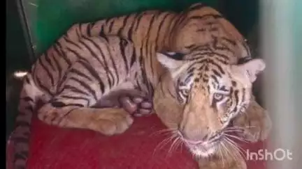 सिंदेवाही: डोंगरगाव नियत क्षेत्र  1360मध्ये वाघिणीच्या  बछडेला पकडण्यात वनविभागाला आले यश