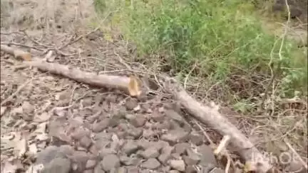 भीमपुर: चांदु सर्किल वन परिक्षेत्र में वन माफिया का आतंक, कई पेड़ काटे गए