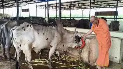 ಹಳಿಯಾಳ: ದುಸಗಿಯ ಗೋಶಾಲೆಗೆ ಮಂಜುನಾಥ ಭಾರತಿ ಸ್ವಾಮೀಜಿ ಭೇಟಿ, ವ್ಯವಸ್ಥೆ ಪರಿಶೀಲನೆ