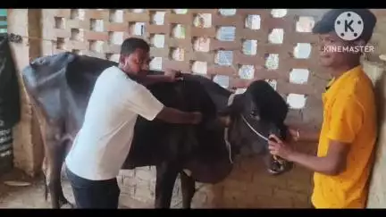 बीरपुर: बीरपुर में पशुओं में खुरपका और मुंहपका रोग से बचाव के लिए टीकाकरण अभियान जारी, 16800 पशुओं को टीका लगाया गया