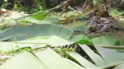 തലപ്പിള്ളി: അകമലയിൽ ജനവാസ മേഖലയിൽ കട്ടാന ഇറങ്ങി കൃഷി നശിപ്പിച്ചു
