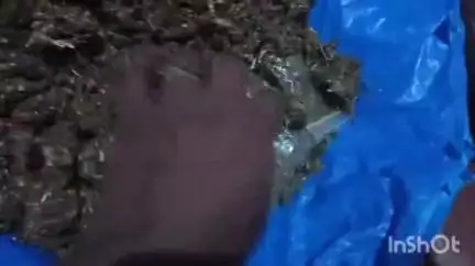 കൊച്ചി: ഇടകൊച്ചിയിലെ വാടകവീട്ടിൽ നിന്ന് ഒന്നരക്കിലോ കഞ്ചാവുമായി രണ്ട് യുവാക്കൾ പിടിയിൽ