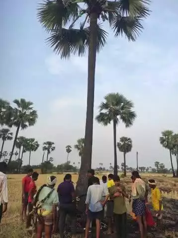 నూతనకల్: యాడవెల్లిలో తాటి చెట్టు పై నుంచి పడి గీత కార్మికుడికి తీవ్ర గాయాలు