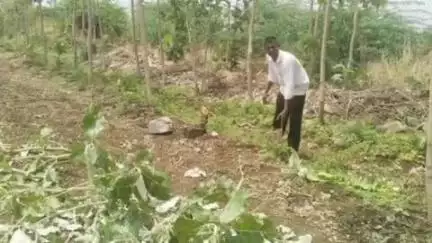 ಕಾಳಗಿ: ಪಟ್ಟಣದಲ್ಲಿ ಜಮೀನಿನಲ್ಲಿ ಬೆಳೆದ 13 ಸಾಗುವಾನಿ ಮರಗಳು ಕಳ್ಳತನ, ಸೂಕ್ತ ಪರಿಹಾರಕ್ಕೆ ರೈತನ ಆಗ್ರಹ