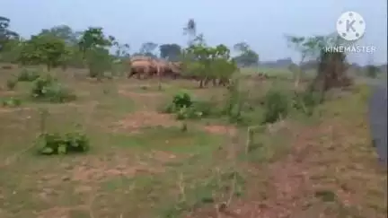 ରାସଗୋବିନ୍ଦପୁର: ବେତନଟୀ ରେଞ୍ଜଛାଡି ସାରୁମୂଳା ଜଙ୍ଗଲରେ ପ୍ରବେଶକଲେ ଝାଡ଼ଖଣ୍ଡି ହାତୀପଲ, ଫୁଲଝରି ଜଙ୍ଗଲହୋଇ ପଶ୍ଚିମବଙ୍ଗମୁହାଁ ଅଗ୍ରସର ହେଉଛନ୍ତି ବଣୁଆହାତୀ