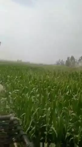 जनपद कासगंज के सहावर क्षेत्र के ग्राम याकूतगंज में  पॉलिटेक्निक के पास लगभग 50 बीघा मक्का की खेती को बंदरों ने बहुतनुकसा
