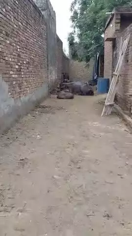 गाव नरेंद्रपूर जिला Bulandshahar
