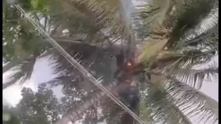 फलटण: फलटणमधील तरडगाव येथील  शेतामध्ये नारळाच्या झाडावर पडली वीज, कोणतीही जीवित हानी नाही