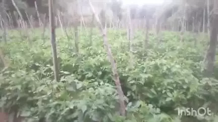 चच्योट: गोहर में टमाटर की खेती में जुटे किसान, बारिश के इंतज़ार में क्षेत्रवासी, कई गांवों में नगदी फसलों की पैदावार जोरों पर