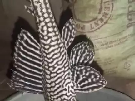 विदेशी मछली हमारे गाव के लड़के लोग ये मछली तालाब से पकड़ के लाया है