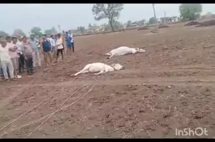 वरोरा: वरोरा तालुक्यातील  वडधा तु.येथे विजेच्या ताराला स्पर्श होऊन शेतकऱ्याची जनावरे मृत्यूमुखी