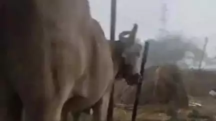 सिंदखेड राजा: दुसरबीड परिसरात अवकाळी पावसाने शेती पिकांचे नुकसान
