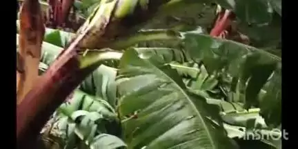 खड्डा: तेज आंधी और बारिश ने मचाई तबाही, कुशीनगर खडडा क्षेत्र में फसलें बर्बाद, डीएम ने राजस्व विभाग को आंकलन करने को कहा