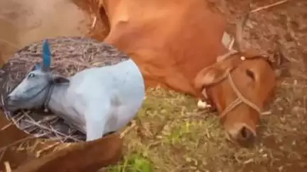 सिंदखेड राजा: दत्तापूर येथे बैलाचा व राहेरी येथे गायीचा विज पडून मृत्यू