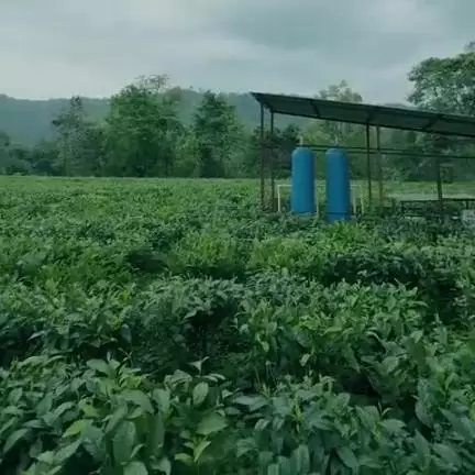 असम में अपनी बहनों के बीच आकर नया अनुभव प्राप्त हुआ। चाय बागानों में उनके कार्य और परिश्रम को नजदीक से जाना। हर पत्ती