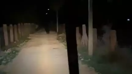 बगड़ी नगर के निकट खारचिया बाड़ में टोंगली के पास देखा गया भालू  आस पास वाले अपना ध्यान रखना