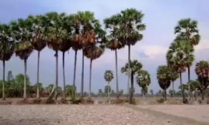 குடவாசல்: அம்மையப்பன் வாய்க்கால் கரையில் பனைமரத்தில் இருந்து தவறி விழுந்த வாலிபர் பலி