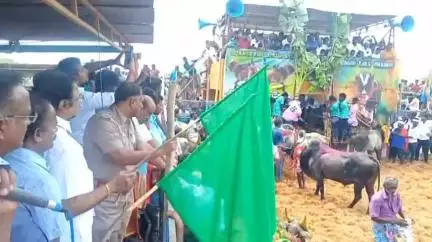 திருமயம்: ராங்கியத்தில் நடைபெற்ற ஜல்லிக்கட்டு போட்டிகள் நிறைவு பெற்றன. மழையின் காரணமாக குறைந்த அளவு மாடுள் பங்கேற்பு