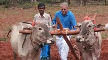 ಚಿಕ್ಕನಾಯಕನಹಳ್ಳಿ: ಪಾಪನಕೋಣ ನೇಗಿಲು ಉಳುಮೆ ಮಾಡುವ ಮೂಲಕ ಕೃಷಿ ಚಟುವಟಿಕೆಗಳಿಗೆ ಚಾಲನೆ ನೀಡಿದ ಶಾಸಕ ಸಿ ಬಿ ಸುರೇಶ್ ಬಾಬು