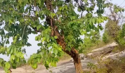 बोलबा: बोलबा के तलमंगा गांव में 14 वर्षीय किशोरी ने पेड़ से फांसी लगाकर की आत्महत्या, पुलिस जांच में जुटी