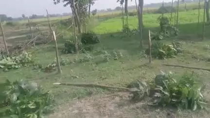 ইটাহার: ছোটোবেল্লা গ্রামে 12 বিঘা জমির সবজি ও মেহগনি গাছ কেটে নষ্ট করল দুষ্কৃতীরা, থানায় অভিযোগ দায়ের