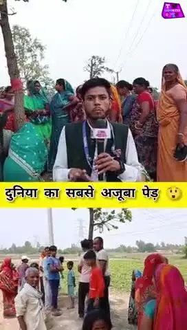 दुनिया का सबसे अजूबा पेड़