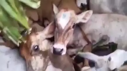 చౌటుప్పల్: పంతంగి టోల్గేట్ వద్ద పుష్ప సినిమా సీన్ రిపీట్, అరటి గెలల కింద అక్రమంగా గోవులను తరలిస్తున్న ముఠాను పట్టుకున్న పోలీసులు
